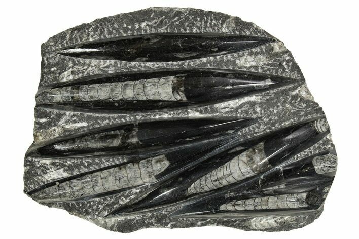 Polished Fossil Orthoceras (Cephalopod) Plate - Morocco #341450